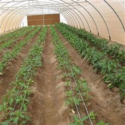 温室大棚草莓自动化滴灌系统 微喷系统 喷灌系统 福象节水