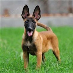 马犬幼犬 自然立耳 双血统成年犬 适应能力强 好客多宠物