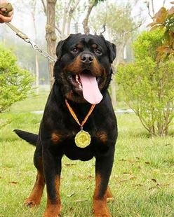 纯种双血统罗威纳犬出售 大型犬防暴犬 可视频选狗