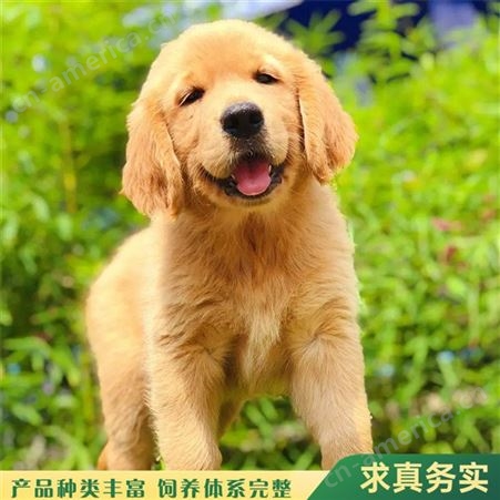 家养宠物金毛犬幼犬 改良大型双血统导盲犬 行动灵活